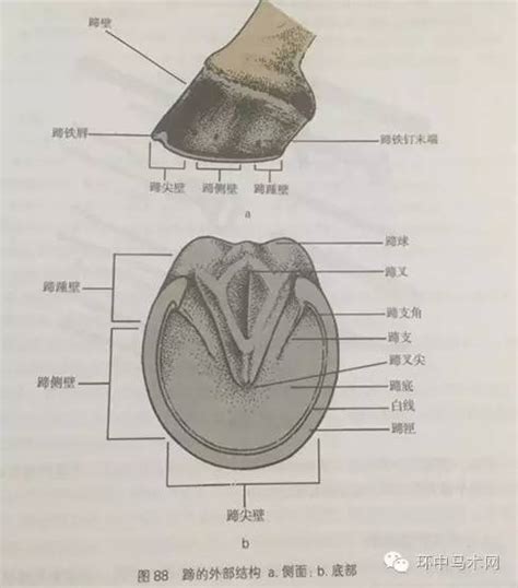 蹄叉瘤